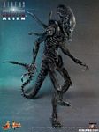 hot-toy_avpr_alien-warrior_03.jpg