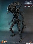 hot-toy_avpr_alien-warrior_04.jpg