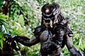 predators-foto-005.jpg