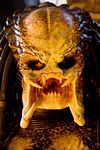 predators-foto-014.jpg