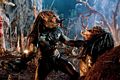 predators-foto-021.jpg