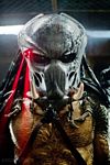 predators-foto-025.jpg