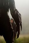 predators-foto-060.jpg